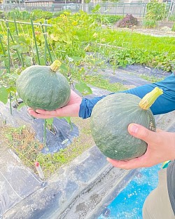 初めてのカボチャ大豊作