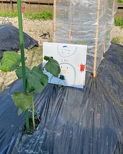 初めてのスイカも美味しかったそうです　娘さんの畑ギャラリー