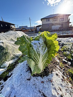 白菜は、苗から育てました